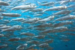 VIDEO: Cornish sardine fishery featured in new film on rising sea temperatures
