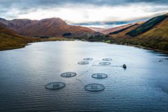 Scottish salmon farms reveal ongoing costs of seal predation