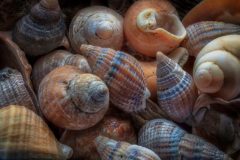 Welsh whelk permit required in 2022