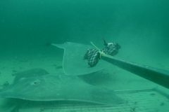 MPA boundaries extended to protect endangered skate