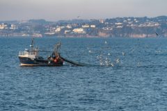 Fisheries Subsidies: Crunch WTO Talks