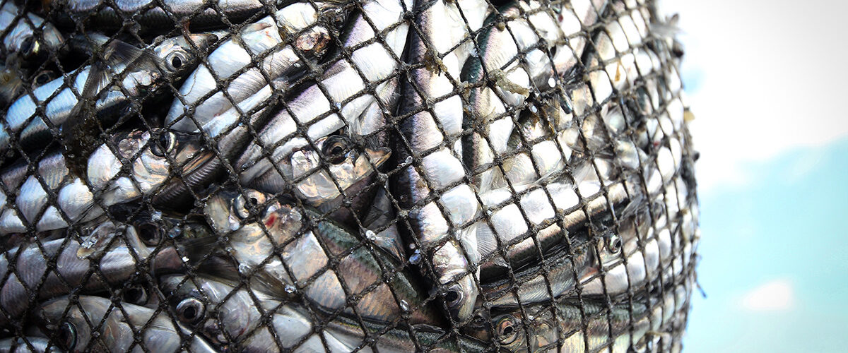 Brexit ‘has hit seafood exports to EU’