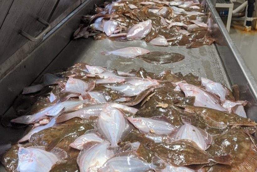 2022 quota cuts renew cod choke threat