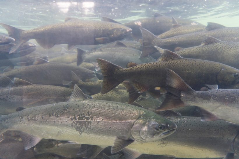 New initiative to revive Atlantic salmon