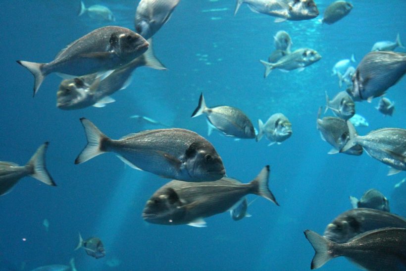 Bluefin tuna tagging programme underway