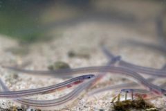 the eel sector has called for a review of the ICES decision-making process and governance, and for more transparency in the process