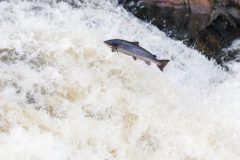 Scottish salmon recovery plan launched