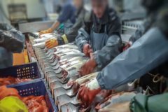 New funds confirmed for seafood sector training