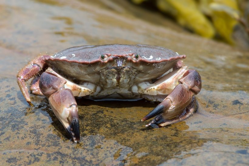 Brown crab MLS raised in Northern Ireland