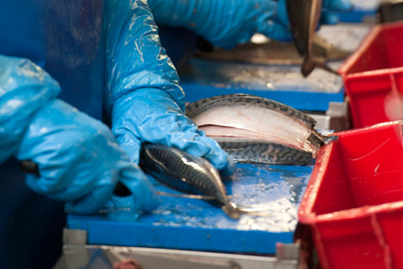 Seafish processing survey underway