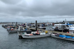 Unseasonable weather greets start of Poole clam fishery