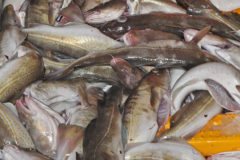 North Sea cod workshop planned this year