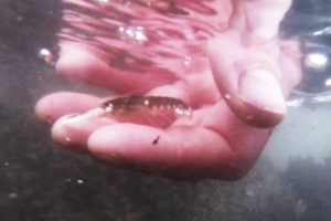 First lobsters released by Whitby Hatchery