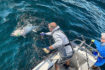 Charter skippers start bluefin tagging