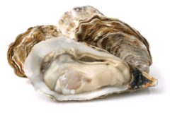DNA research ‘could aid native oyster production’
