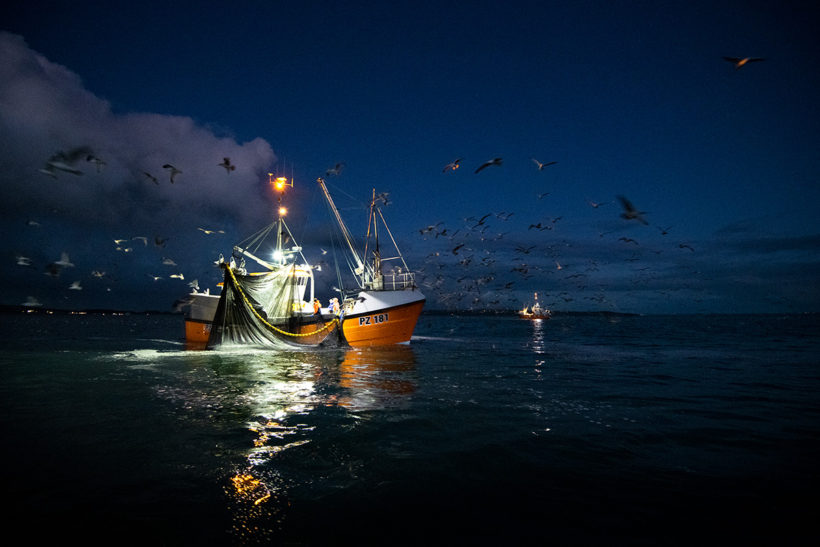 New product confirms growing success of Cornish sardine fishery