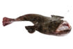 SFA drive to improve monkfish data