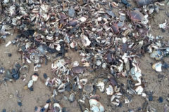 Call for meeting on shellfish die-offs: 157 incidents over 19 months