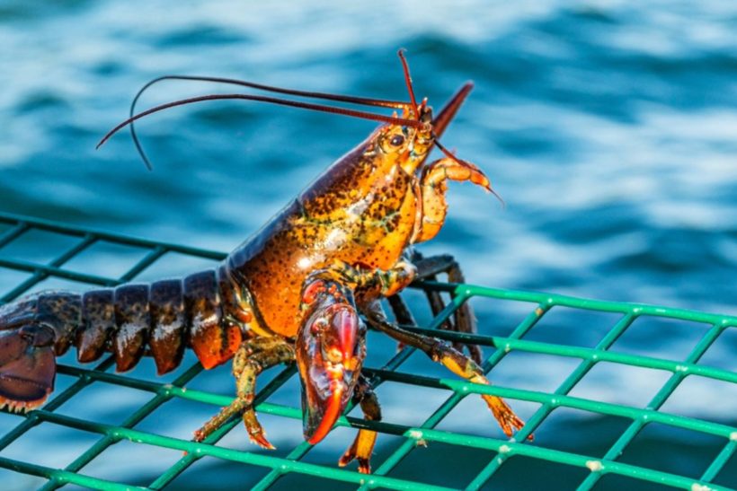 Berried lobsters: Ban introduced in Shetland
