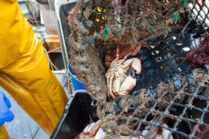 A dying crab – one among the many now being reported – captured off the Sussex coast last month. (Photo: Geoffrey Lee)