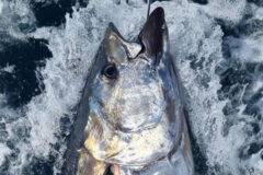 First NI bluefin tuna tagged