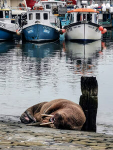 Thor the walrus paid an unexpected end-of-year visit to Scarborough harbour. (Photo: Em Mayman/BDMLR)