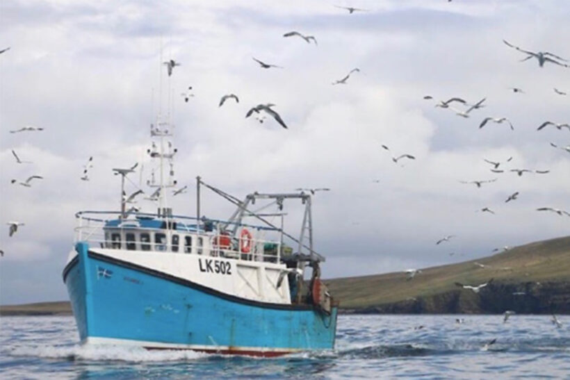 Squid at record levels in Shetland waters