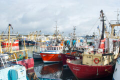 Increasing numbers of boats landing and consigning to Brixham and high fish prices contributed to the port’s record year. (Photo: Geoffrey Lee)