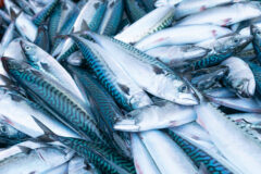 Mackerel red-listed by Marine Conservation Society