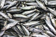 Mackerel agreement reached with Norway