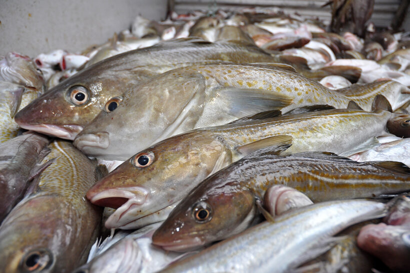 Second fishing industry-led cod workshop set for next week