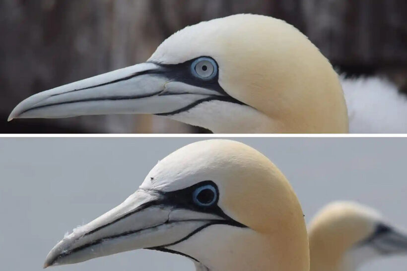 Avian flu gives gannets ‘black eyes’