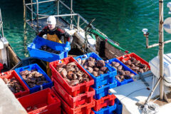 Irish fishing industry alarm at downturn in 2022 figures: “Nothing short of shocking”