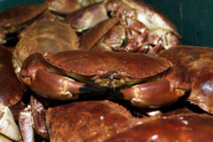Decline in brown crab landings