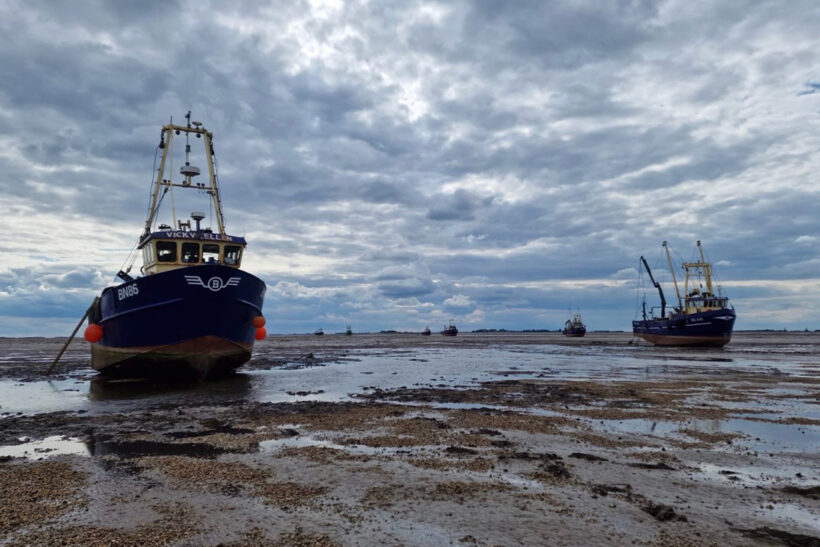 Wash cockle fishery reopens – for five days
