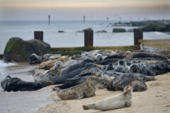 MPs call for more protection for seals
