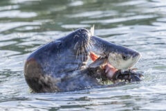 Scientist assessing full extent of seal predation