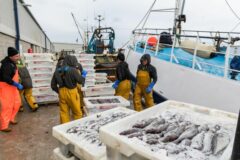 Seafood showcase for North East