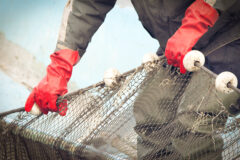 New round of UK Seafood Fund: £3.8m for skills and training