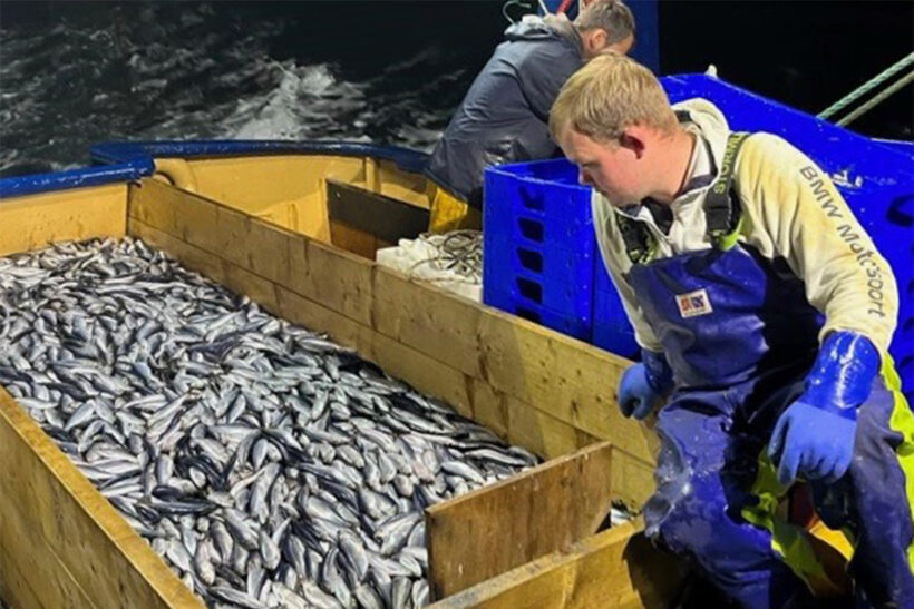 Manx herring fishery reopens