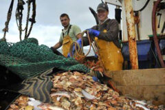 Round two of English Fisheries Management Plans unfolds