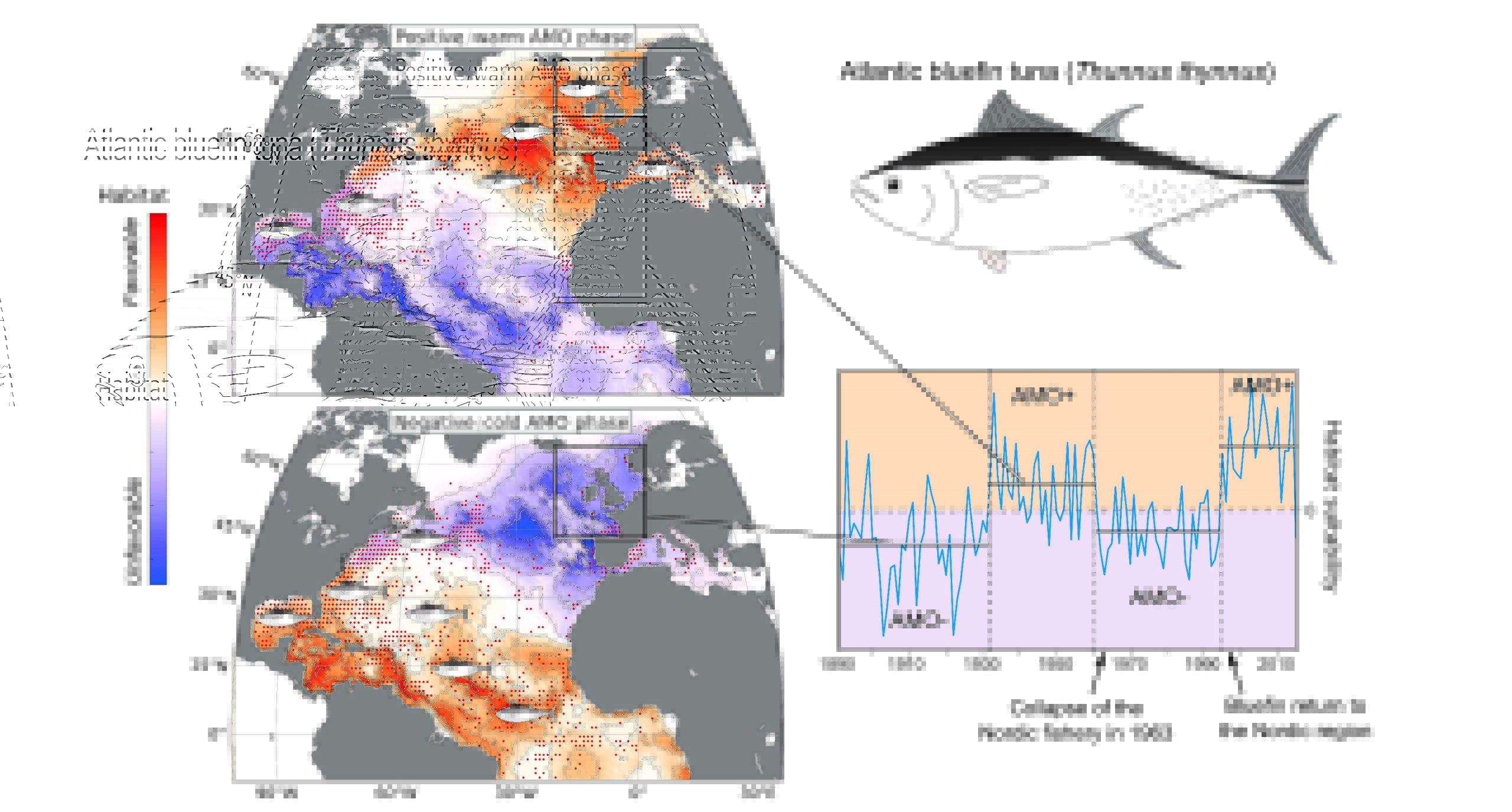 Why are bluefin back in UK seas?