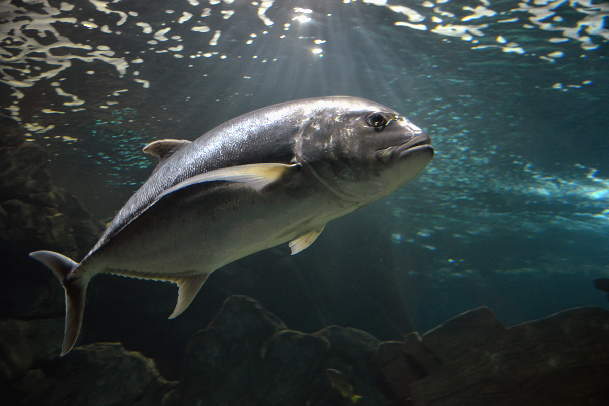 Bluefin tuna fished in UK for first time for 70 years