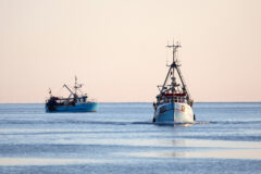 ‘What a mess!’: North Sea sandeel ban escalates into row with EU