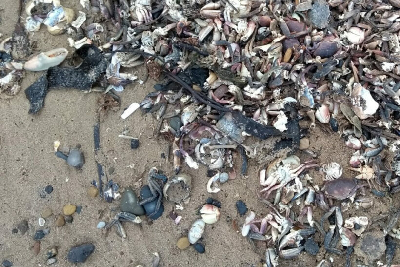 Shellfish die-off ‘must never happen again’