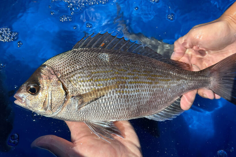 Black bream: New research into the state of the stock