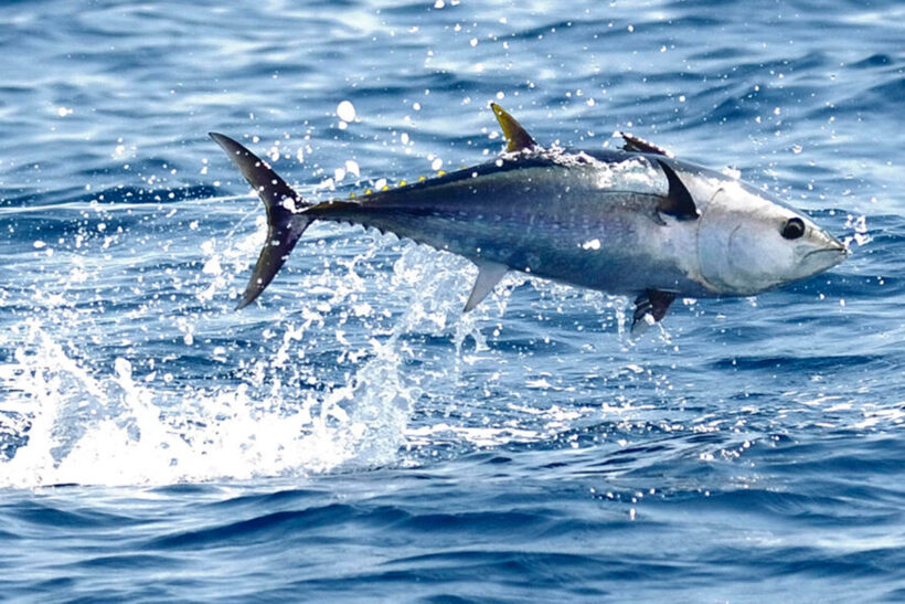 Bluefin tuna licence controversy