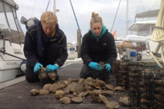 Expanding Pacific oyster farming ‘carries few environmental risks’