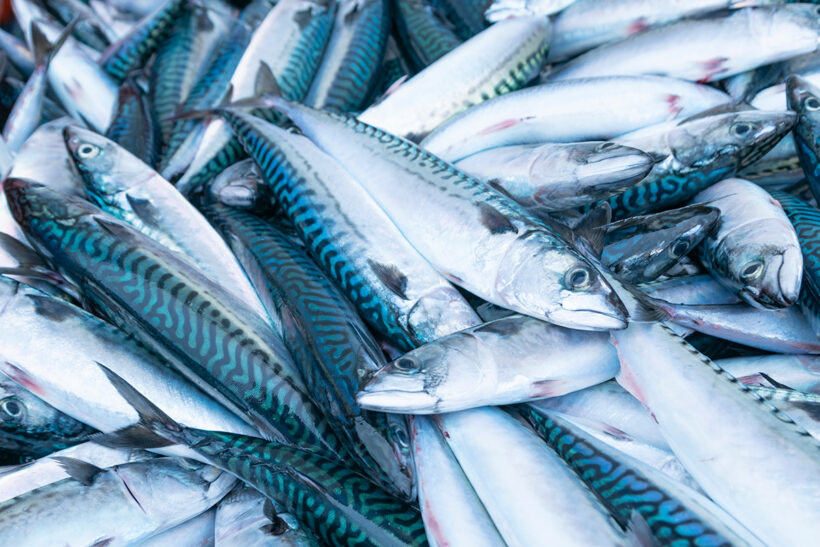 Scientists fail to find mackerel in Icelandic waters