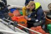 Poole clam fisher fined £9k